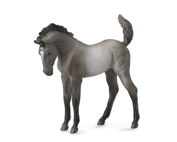 Grulla Mustang Foal